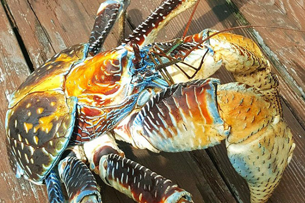 Đặc sản lạ hoắc chỉ có ở Hải Phòng, trông xấu mã nhưng rất ngon ngọt, giá 150.000 đồng/kg-13