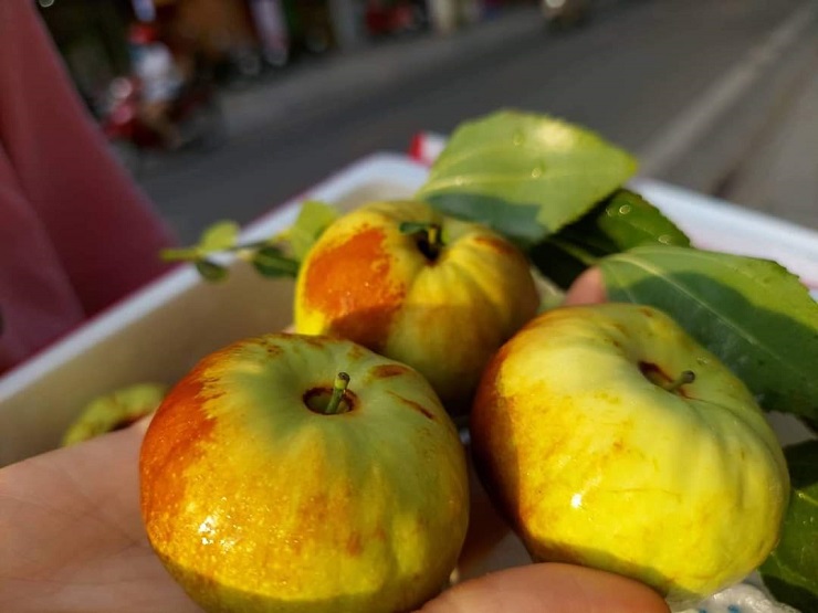 Xuất hiện loại táo Trung Quốc nhìn như quả bí có giá hàng trăm nghìn đồng/kg-1