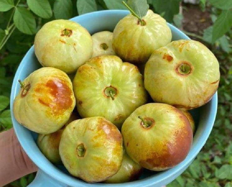 Xuất hiện loại táo Trung Quốc nhìn như quả bí có giá hàng trăm nghìn đồng/kg-2