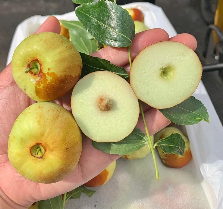 Xuất hiện loại táo Trung Quốc nhìn như quả bí có giá hàng trăm nghìn đồng/kg-3