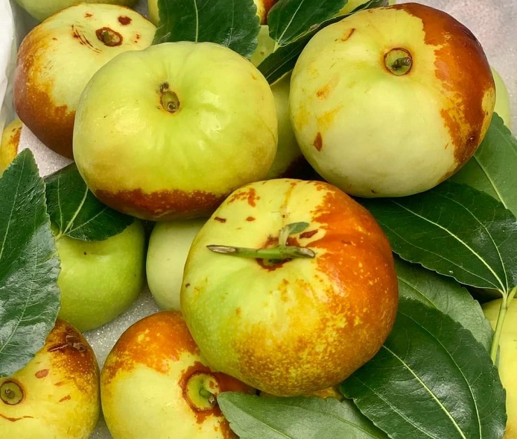 Xuất hiện loại táo Trung Quốc nhìn như quả bí có giá hàng trăm nghìn đồng/kg-4