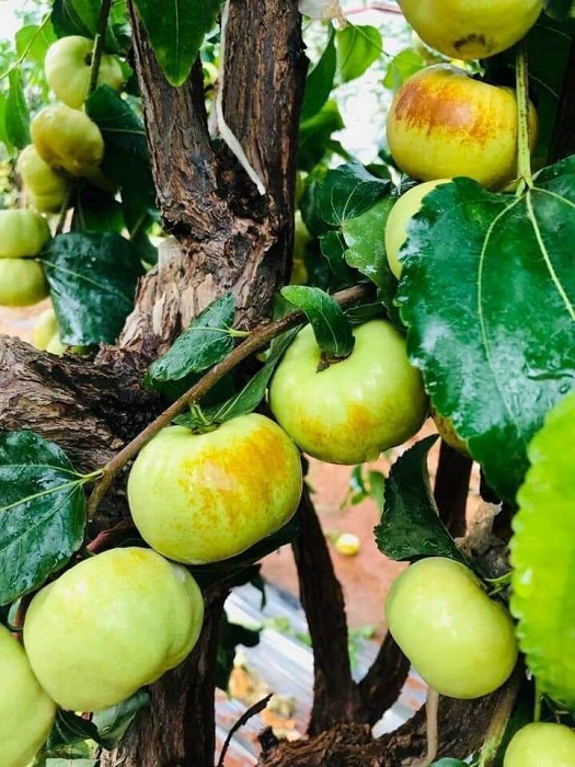 Xuất hiện loại táo Trung Quốc nhìn như quả bí có giá hàng trăm nghìn đồng/kg-5