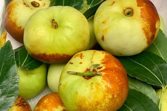 Xuất hiện loại táo Trung Quốc nhìn như quả bí có giá hàng trăm nghìn đồng/kg