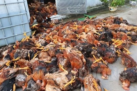 Hải Dương: Đàn gà 6.000 con bị sét đánh chết