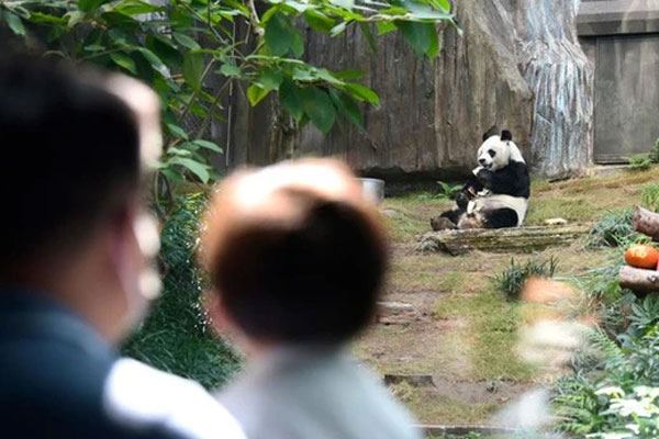 An An, gấu trúc đực già nhất thế giới, qua đời ở tuổi 35-1