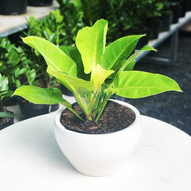 5 cây cảnh hút bụi mịn cực tốt lại vượng phong thủy: Trồng trong nhà vừa sạch lại chiêu tài lộc-2