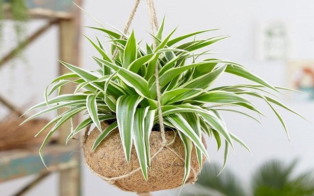 5 cây cảnh hút bụi mịn cực tốt lại vượng phong thủy: Trồng trong nhà vừa sạch lại chiêu tài lộc-5