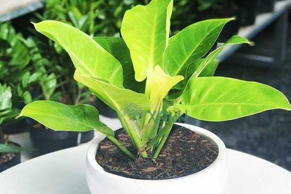 Trồng lưỡi hổ muốn lá đâm chồi tua tủa chỉ cần vùi thứ này vào đất là xong-3