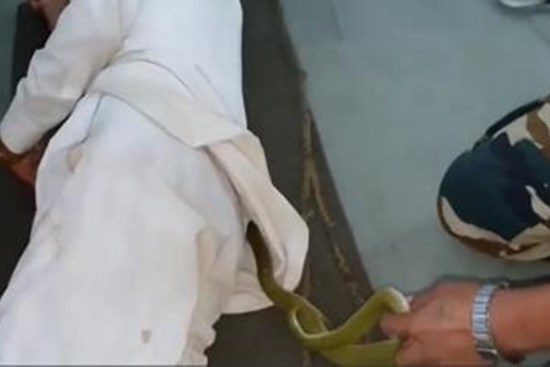 Nằm ngủ ở bệnh viện, cụ ông bị rắn độc chui vào áo mà không hay biết