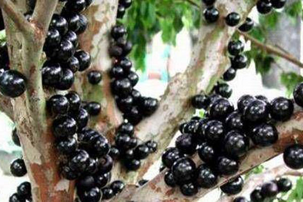 Trồng loại nho lạ bán giá đến 400.000 đồng/kg, 9X bán hết vèo cả tấn quả-5