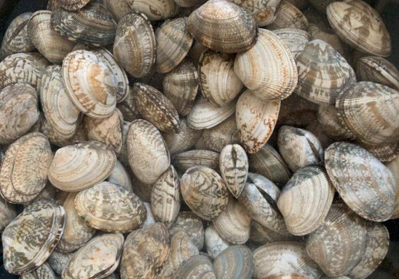 Ngao mua về ngâm với nước này chỉ 10 phút là sạch không còn một hạt cát-1