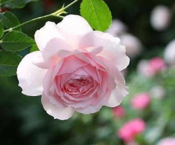 Tướng số: ngày sinh của một người quyết định vận mệnh cuộc đời của người đó, ai sinh ra đã giàu sang phú quý?-1