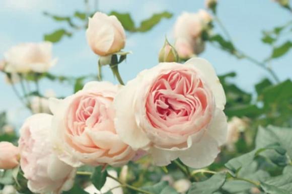 Tướng số: ngày sinh của một người quyết định vận mệnh cuộc đời của người đó, ai sinh ra đã giàu sang phú quý?-2