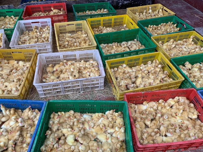 Mục sở thị thủ phủ mỗi ngày xuất hàng vạn giống gà con-1