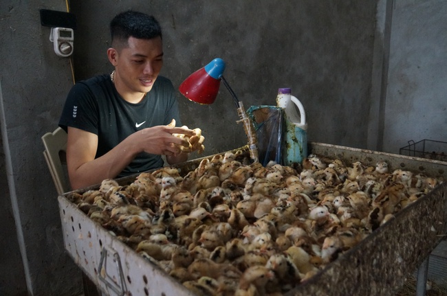 Mục sở thị thủ phủ mỗi ngày xuất hàng vạn giống gà con-2