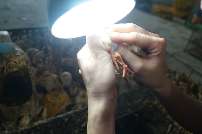 Mục sở thị thủ phủ mỗi ngày xuất hàng vạn giống gà con-3