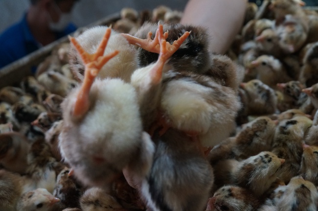 Mục sở thị thủ phủ mỗi ngày xuất hàng vạn giống gà con-4