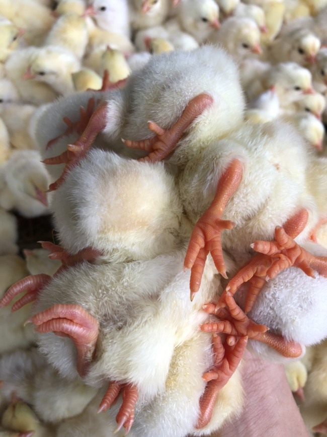 Mục sở thị thủ phủ mỗi ngày xuất hàng vạn giống gà con-5