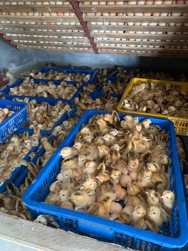 Mục sở thị thủ phủ mỗi ngày xuất hàng vạn giống gà con-10