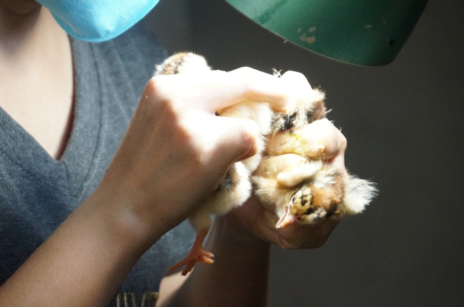 Mục sở thị thủ phủ mỗi ngày xuất hàng vạn giống gà con-11