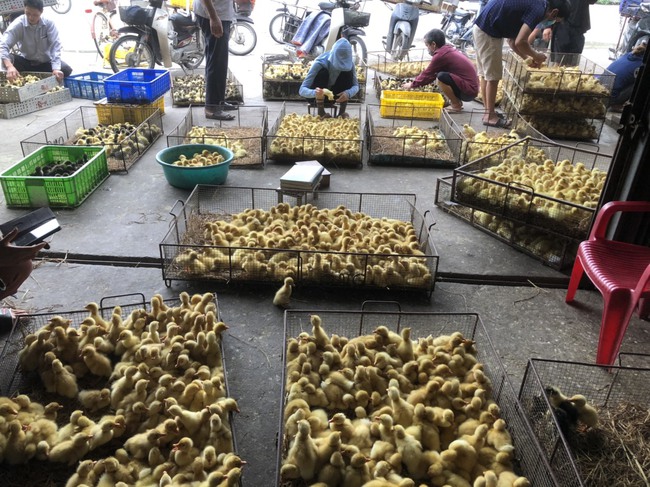 Mục sở thị thủ phủ mỗi ngày xuất hàng vạn giống gà con-7
