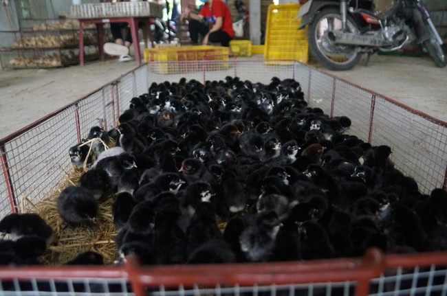 Mục sở thị thủ phủ mỗi ngày xuất hàng vạn giống gà con-8