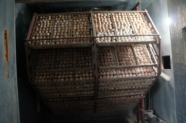 Mục sở thị thủ phủ mỗi ngày xuất hàng vạn giống gà con-9