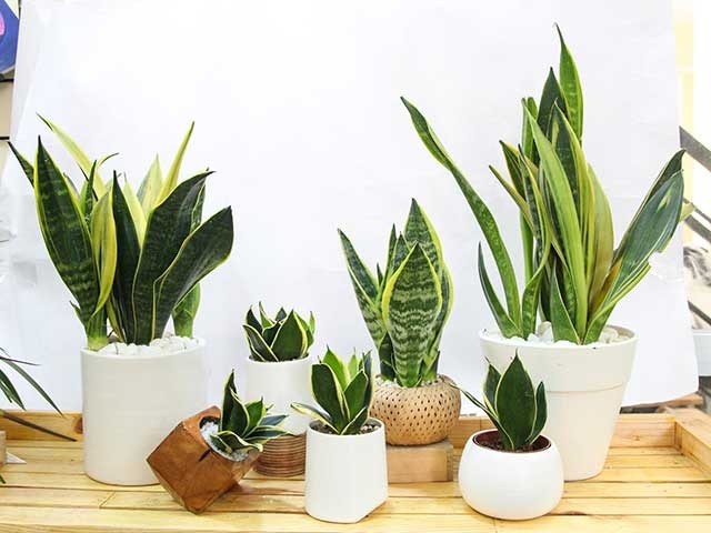 Trồng lưỡi hổ muốn lá đâm chồi tua tủa chỉ cần vùi thứ này vào đất là xong-1