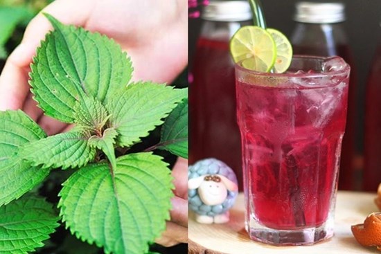 Nước tía tô uống ngày hè giúp hồi phục sinh lực, da mịn căng nhưng có 2 tác hại mọi người cần biết