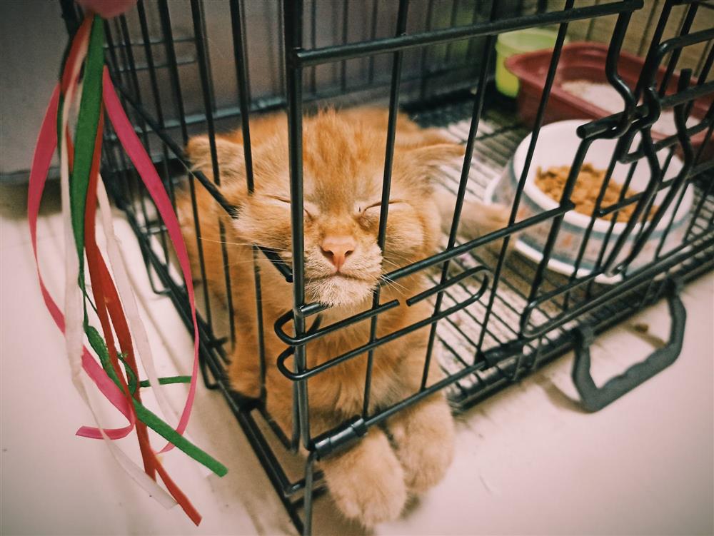 Bão giá khiến cặp vợ chồng Hà Nội kiếm 50 triệu/tháng chỉ đủ tiêu, nếu thu nhập giảm là không tích cóp nổi-5