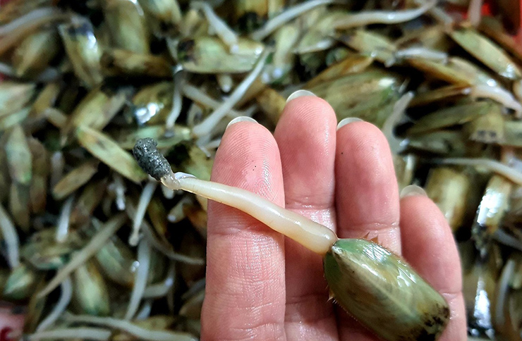 Đặc sản lạ hoắc chỉ có ở Hải Phòng, trông xấu mã nhưng rất ngon ngọt, giá 150.000 đồng/kg-1