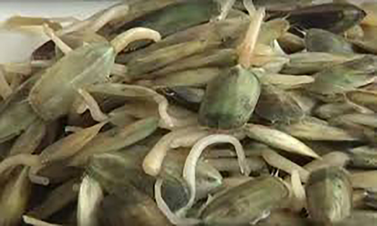 Đặc sản lạ hoắc chỉ có ở Hải Phòng, trông xấu mã nhưng rất ngon ngọt, giá 150.000 đồng/kg-7