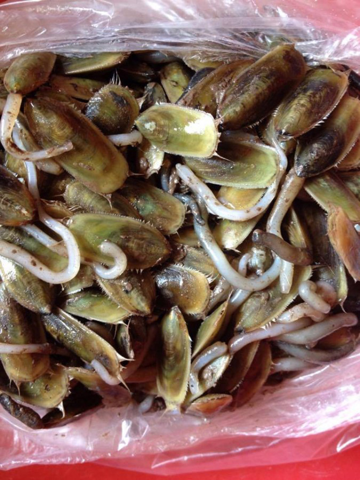 Đặc sản lạ hoắc chỉ có ở Hải Phòng, trông xấu mã nhưng rất ngon ngọt, giá 150.000 đồng/kg-10