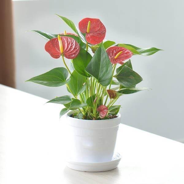 5 loại cây cảnh vượng khí vượng tài, hầu hết người giàu thường trồng trong nhà-1