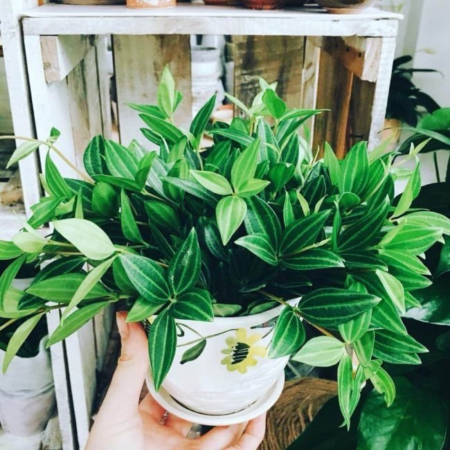 5 loại cây cảnh vượng khí vượng tài, hầu hết người giàu thường trồng trong nhà-3