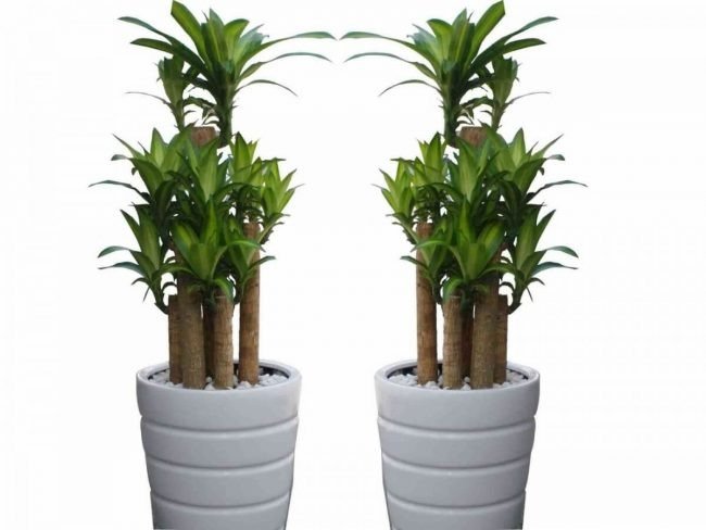 5 loại cây cảnh vượng khí vượng tài, hầu hết người giàu thường trồng trong nhà-4