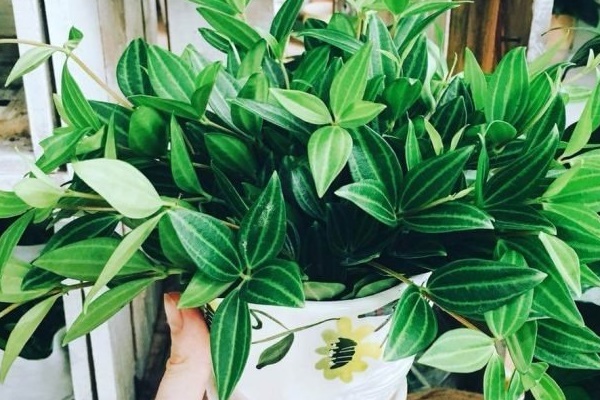 4 vị trí đặt cây phong thủy đúng cung Tài lộc giúp gia chủ phất lên trông thấy-2