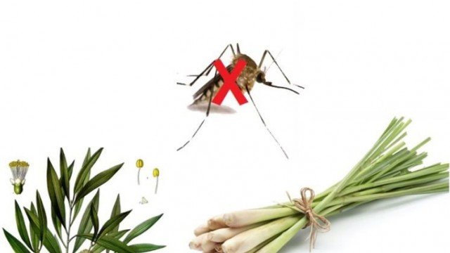 Trời nắng nhớ để vài đồng xu ra ban công: Đọc xong sẽ vỡ òa vì công dụng bất ngờ-3