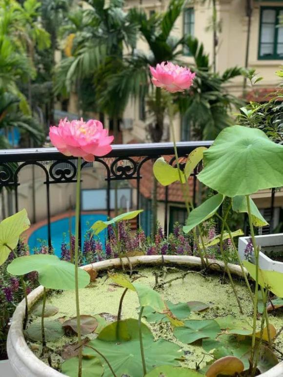 Khu vườn rau sạch xanh mướt mắt cùng trái cây sai lúc lỉu trong biệt thự của Hoa hậu Nguyễn Thị Huyền-2