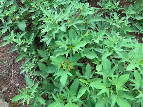 Khu vườn rau sạch xanh mướt mắt cùng trái cây sai lúc lỉu trong biệt thự của Hoa hậu Nguyễn Thị Huyền-5