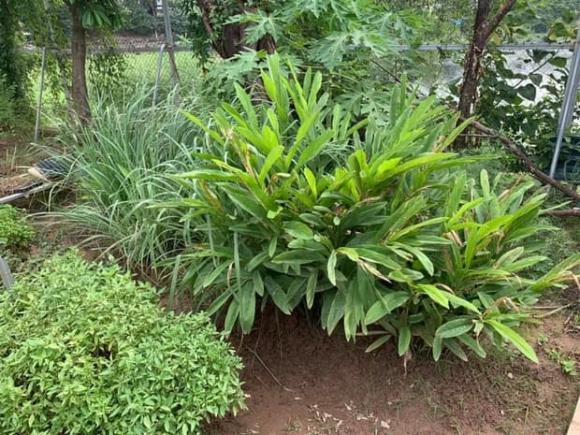 Khu vườn rau sạch xanh mướt mắt cùng trái cây sai lúc lỉu trong biệt thự của Hoa hậu Nguyễn Thị Huyền-6