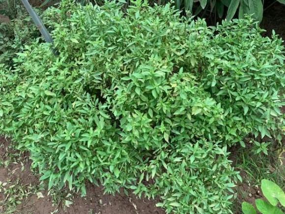 Khu vườn rau sạch xanh mướt mắt cùng trái cây sai lúc lỉu trong biệt thự của Hoa hậu Nguyễn Thị Huyền-7