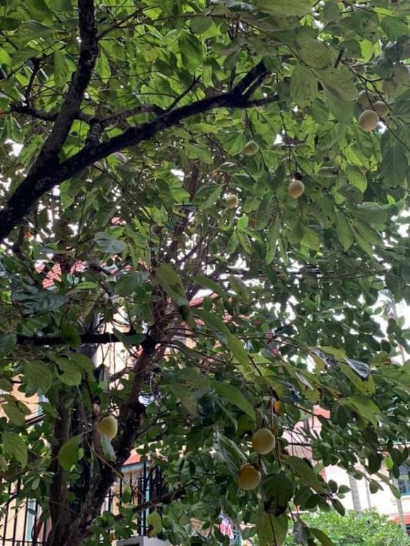 Khu vườn rau sạch xanh mướt mắt cùng trái cây sai lúc lỉu trong biệt thự của Hoa hậu Nguyễn Thị Huyền-9