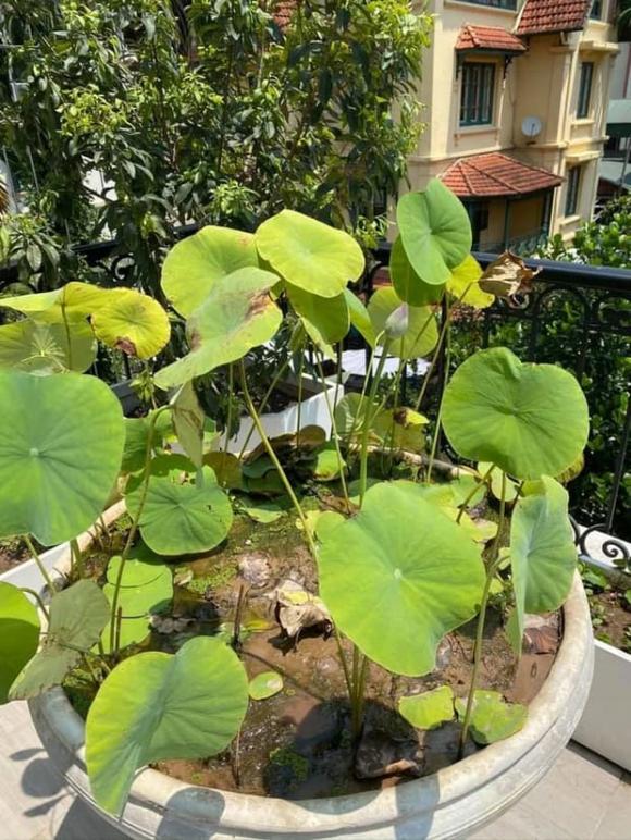 Khu vườn rau sạch xanh mướt mắt cùng trái cây sai lúc lỉu trong biệt thự của Hoa hậu Nguyễn Thị Huyền-12
