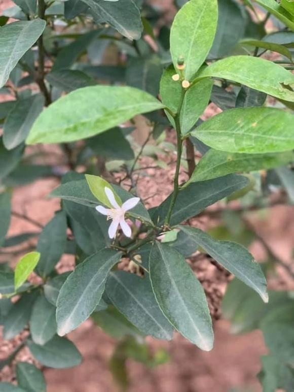 Khu vườn rau sạch xanh mướt mắt cùng trái cây sai lúc lỉu trong biệt thự của Hoa hậu Nguyễn Thị Huyền-16