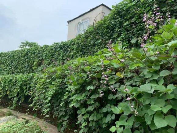 Khu vườn rau sạch xanh mướt mắt cùng trái cây sai lúc lỉu trong biệt thự của Hoa hậu Nguyễn Thị Huyền-17