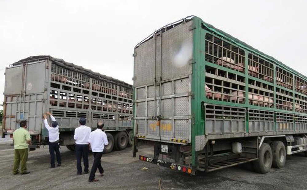 Lập chuyên án điều tra lợn xuất lậu sang Trung Quốc-1