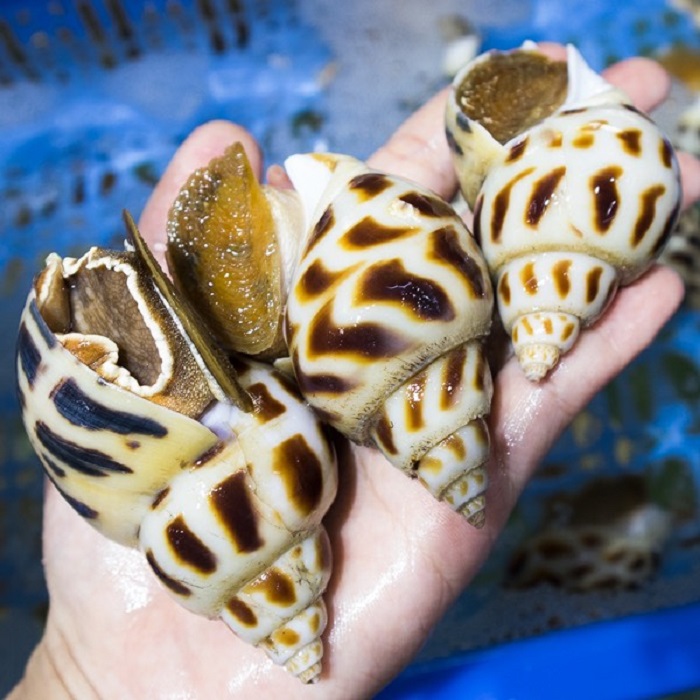 Ốc hương khổng lồ có giá lên tới cả triệu đồng/kg vẫn không có hàng để bán-1