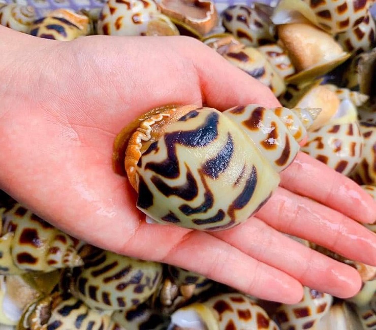 Ốc hương khổng lồ có giá lên tới cả triệu đồng/kg vẫn không có hàng để bán-2