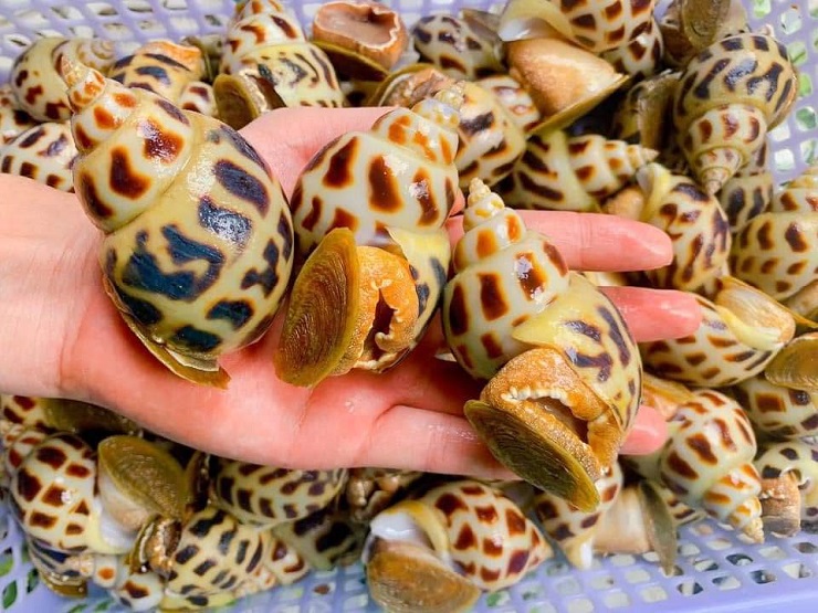 Ốc hương khổng lồ có giá lên tới cả triệu đồng/kg vẫn không có hàng để bán-3